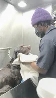 Dog and Cat Grooming Salon in Accra - 3