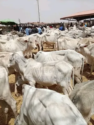Young Gudali Cows for Sale