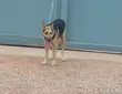 1+ Year Old Male Purebred German Shepherd - 1