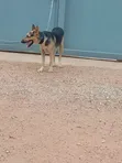 1+ Year Old Male Purebred German Shepherd - 2