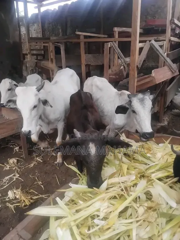 Gudali Cows for Sale - 1