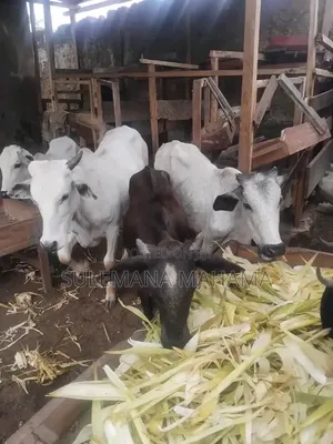 Gudali Cows for Sale