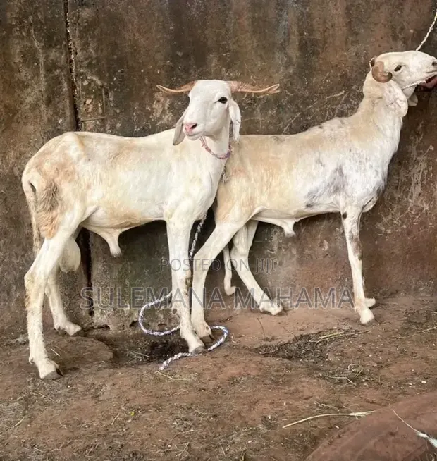 Healthy Rams for Sale - 1