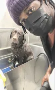 Professional Dog Grooming & Pet Hygiene - Home Service Accra - 3