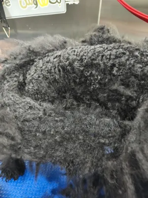 Dog Hair Cutting & Pet Hygiene Services in Accra