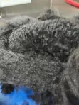 Dog Hair Cutting & Pet Hygiene Services in Accra - 2
