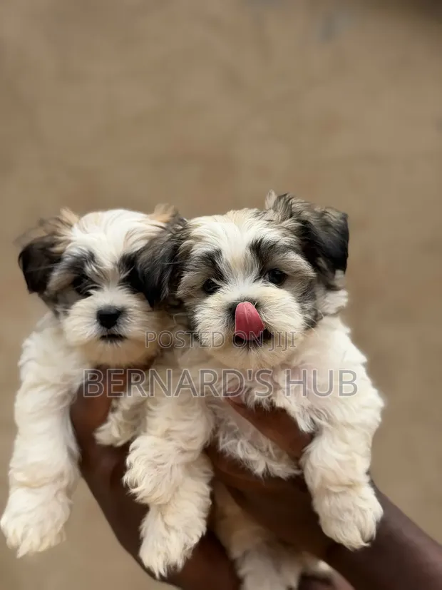 Male Malshi Puppy (Maltese Shih Tzu Mix) - 1