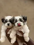Male Malshi Puppy (Maltese Shih Tzu Mix) - 1