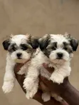 Male Malshi Puppy (Maltese Shih Tzu Mix) - 2