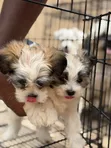Male Malshi Puppy (Maltese Shih Tzu Mix) - 3
