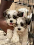 Male Malshi Puppy (Maltese Shih Tzu Mix) - 4