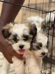 Male Malshi Puppy (Maltese Shih Tzu Mix) - 5