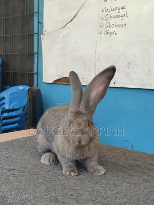 Flemish Giant Rabbit - Imported Male