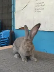 Flemish Giant Rabbit - Imported Male - 1