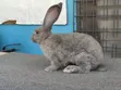 Flemish Giant Rabbit - Imported Male - 2