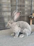 Flemish Giant Rabbit - Imported Male - 3