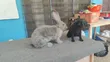 Flemish Giant Rabbit - Imported Male - 4