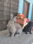Flemish Giant Rabbit - Imported Male - 5