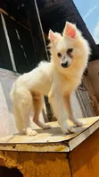 1+ Year Old Male Purebred American Eskimo - 1