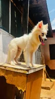 1+ Year Old Male Purebred American Eskimo - 2