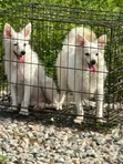1+ Year Old Male Purebred American Eskimo - 3
