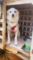 1+ Year Old Male Purebred American Eskimo - 4