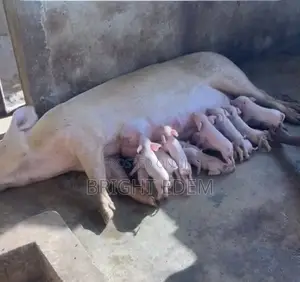 Large White Pigs for Sale