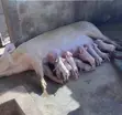 Large White Pigs for Sale - 1