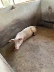 Large White Pigs for Sale - 3