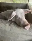 Large White Pigs for Sale - 4