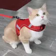 Adjustable Cat and Dog Harness with Breathable Mesh - 4