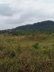 60 Acres Residential Land for Sale at Nsawam Oparekrom - 1