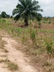 60 Acres Residential Land for Sale at Nsawam Oparekrom - 5