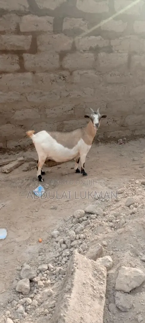Healthy Goat for Sale - 1