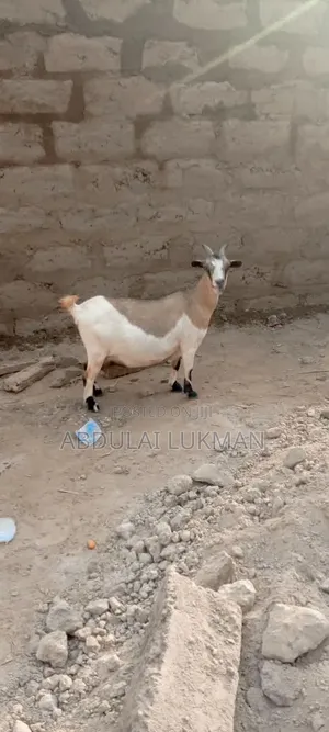 Healthy Goat for Sale