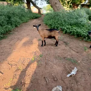 Goat for Sale