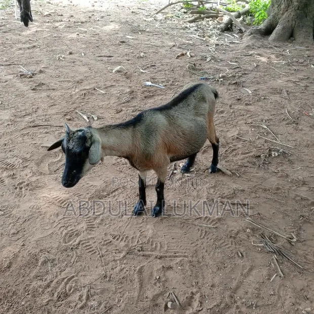 Goat for Sale - GHS 500 - 1