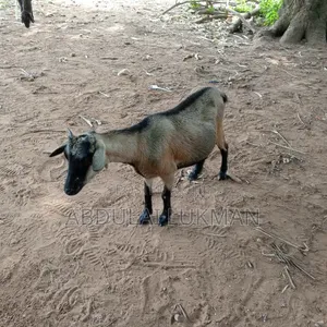 Goat for Sale - GHS 500