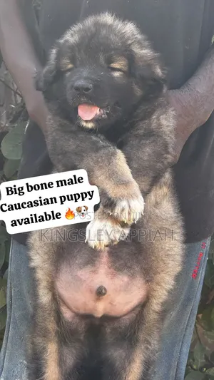 Purebred Caucasian Shepherd Puppies - Male, 1-3 Months
