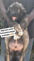 Purebred Caucasian Shepherd Puppies - Male, 1-3 Months - 1