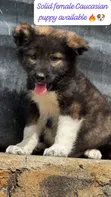 Purebred Caucasian Shepherd Puppies - Male, 1-3 Months - 2