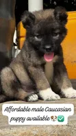 Purebred Caucasian Shepherd Puppies - Male, 1-3 Months - 3