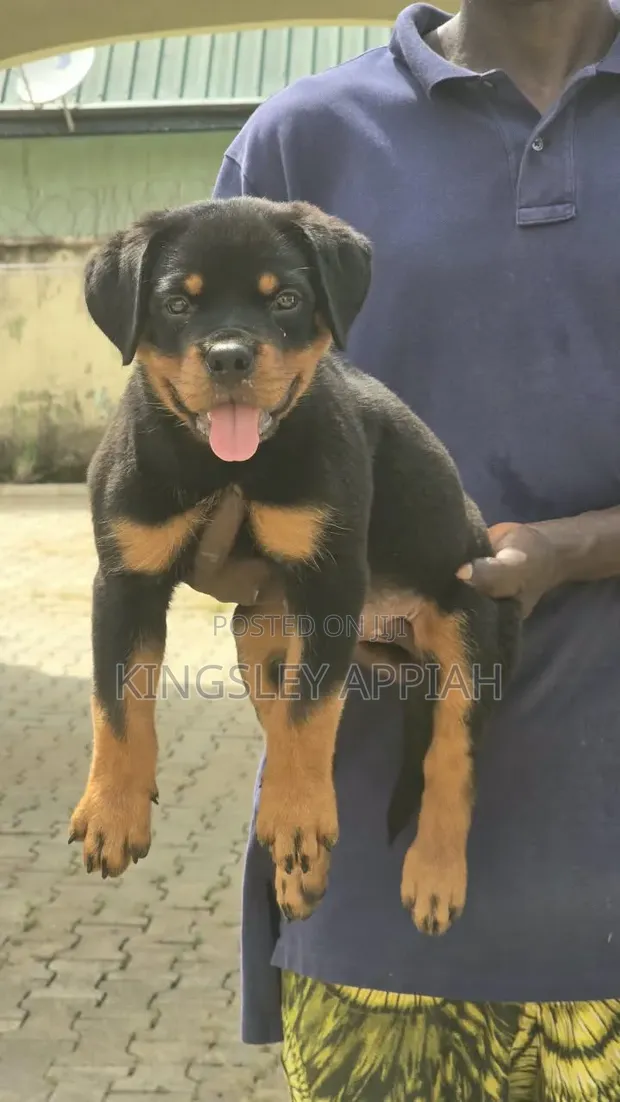 Female Purebred Rottweiler Puppy (1-3 Months) - 1