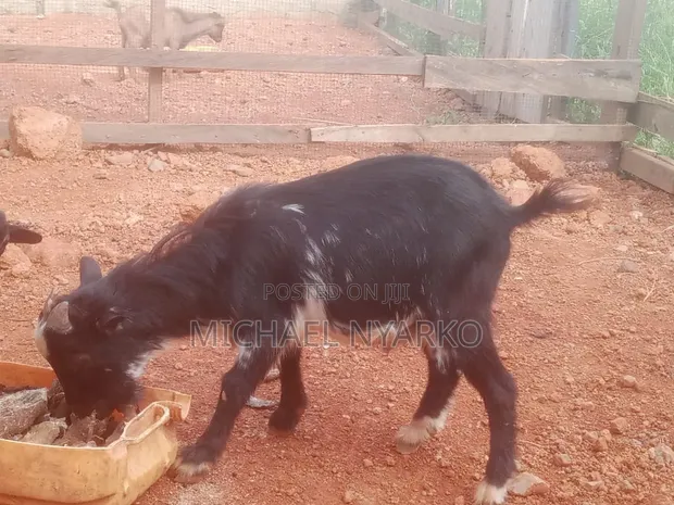 Local Goat - 1