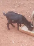 Local Goat - 2