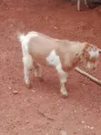Local Goat - 3