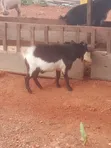 Local Goat - 4