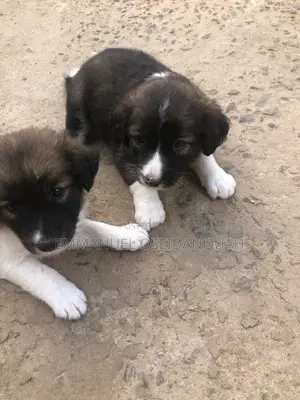 Male Mixed Breed Puppy (0-1 Month)