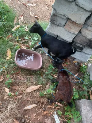 Original Pygmy Goats for Sale