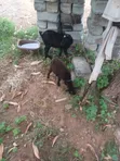Original Pygmy Goats for Sale - 2